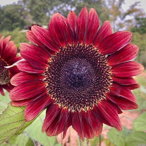 Maroon Scabiosa Flower Seeds