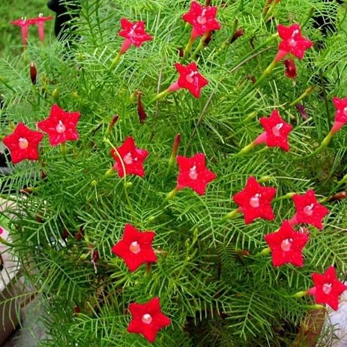 White Star Creeper Flower Seeds