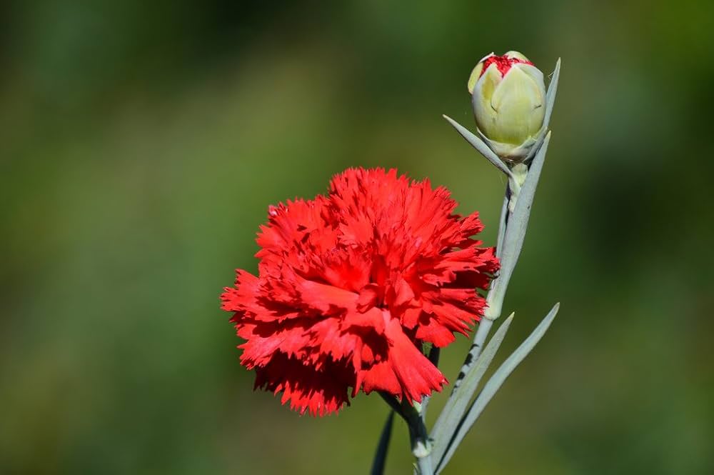 dianthus caryophyllus Fruit Seeds