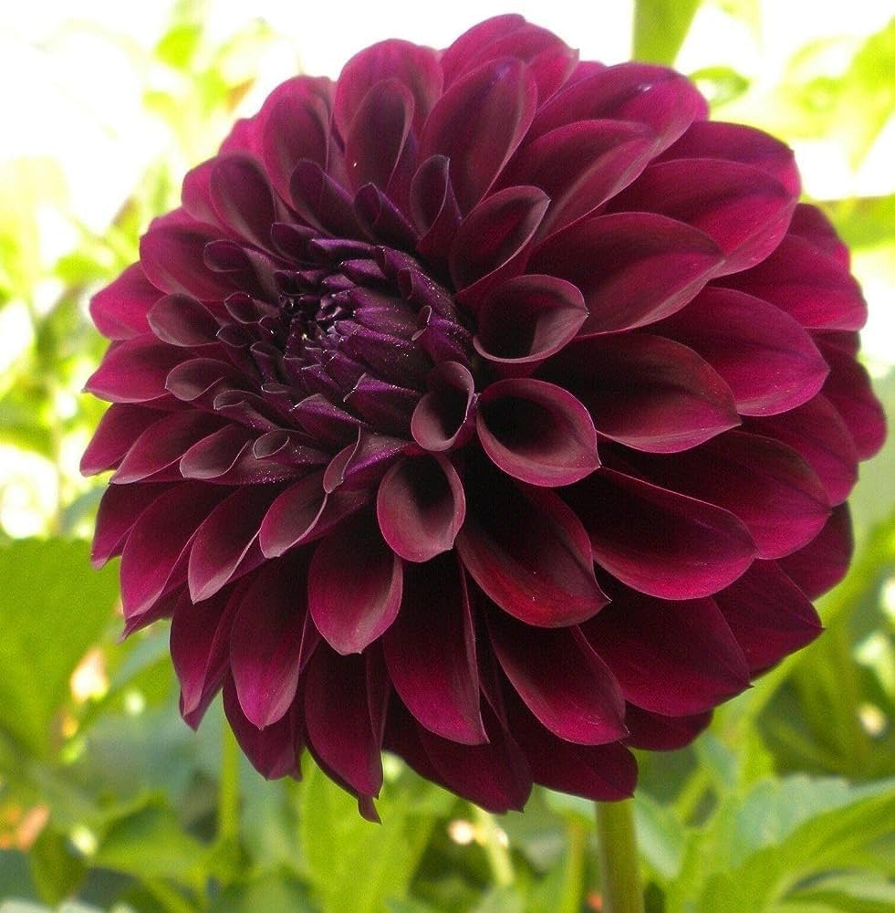 Dark Red Dahlia Flower Seeds for Planting