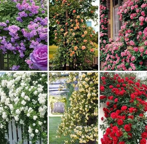 Mixed Climbing Rose Flower Seeds