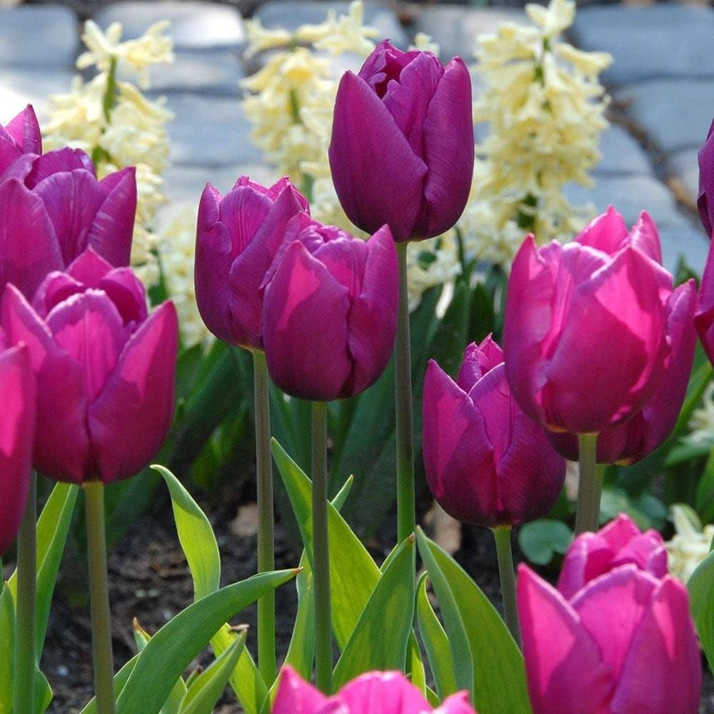 Purple Genuine Tulip Bulbs