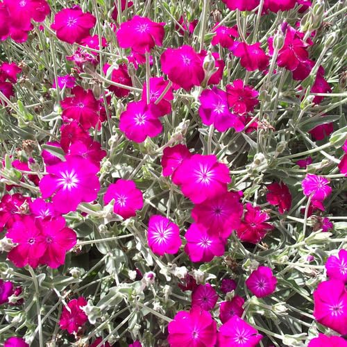 Pink Campion Flower Seeds