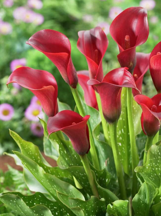 Red Black Rare Edged Calla Lily Balcony Pot Garden