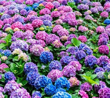 Hydrangea Flower Seeds