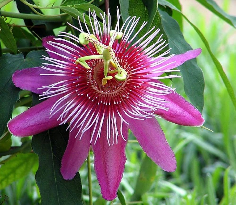 Pink Passiflora Flower Seeds