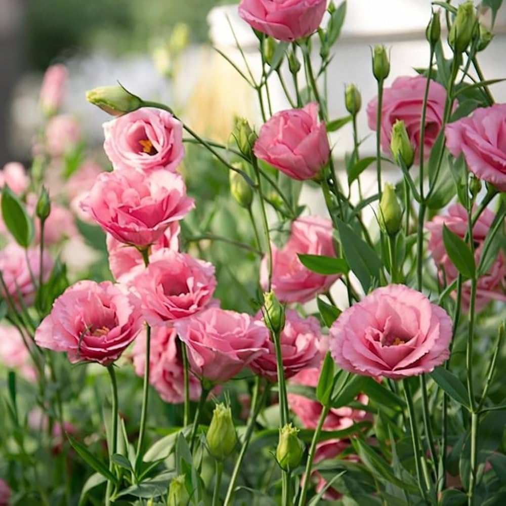 Pink Lisianthus Flower Seeds,Pink Rare Blooming Plants for - Heirloom Non GMO High Germination Organic Flower Seeds