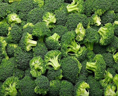 Broccoli vegetable seeds Green vegetable seeds for Home Gardening, Organic Raised Bed Gardening for kitchen garden planting