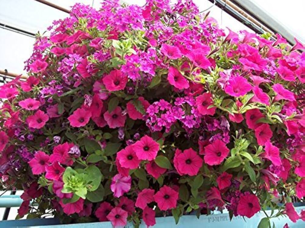 Pink Heirloom Garden Petunia Hybrida Annual Flower Long Blooming Flowers Flower Seeds Home