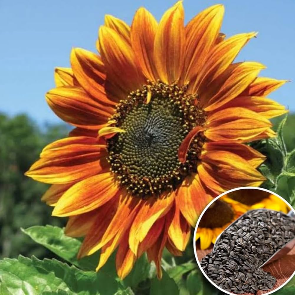 Sunflower Helianthus Annuus