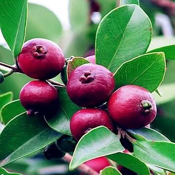 Strawberry Guava Fruit For Tropical Flavorful Harvests For Landscape Gardening Fruit Seeds