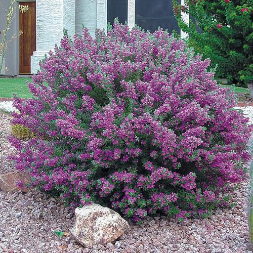 Purple sage Plant Seeds herb seeds - healthy herbs, kitchen garden garden seeds