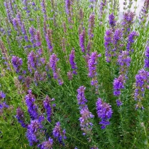 Purple Hyssop Flower Seeds