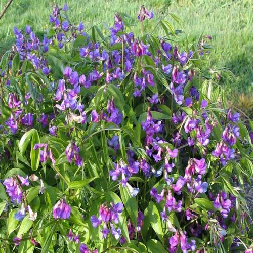 Purple Lathyrus Flower Seeds