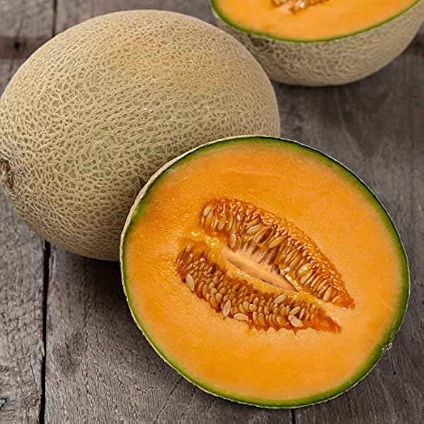Electra F Hybrid Melon Medium