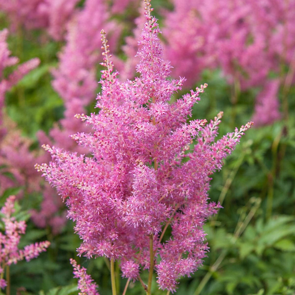 Pink Astilbe Flower Seeds