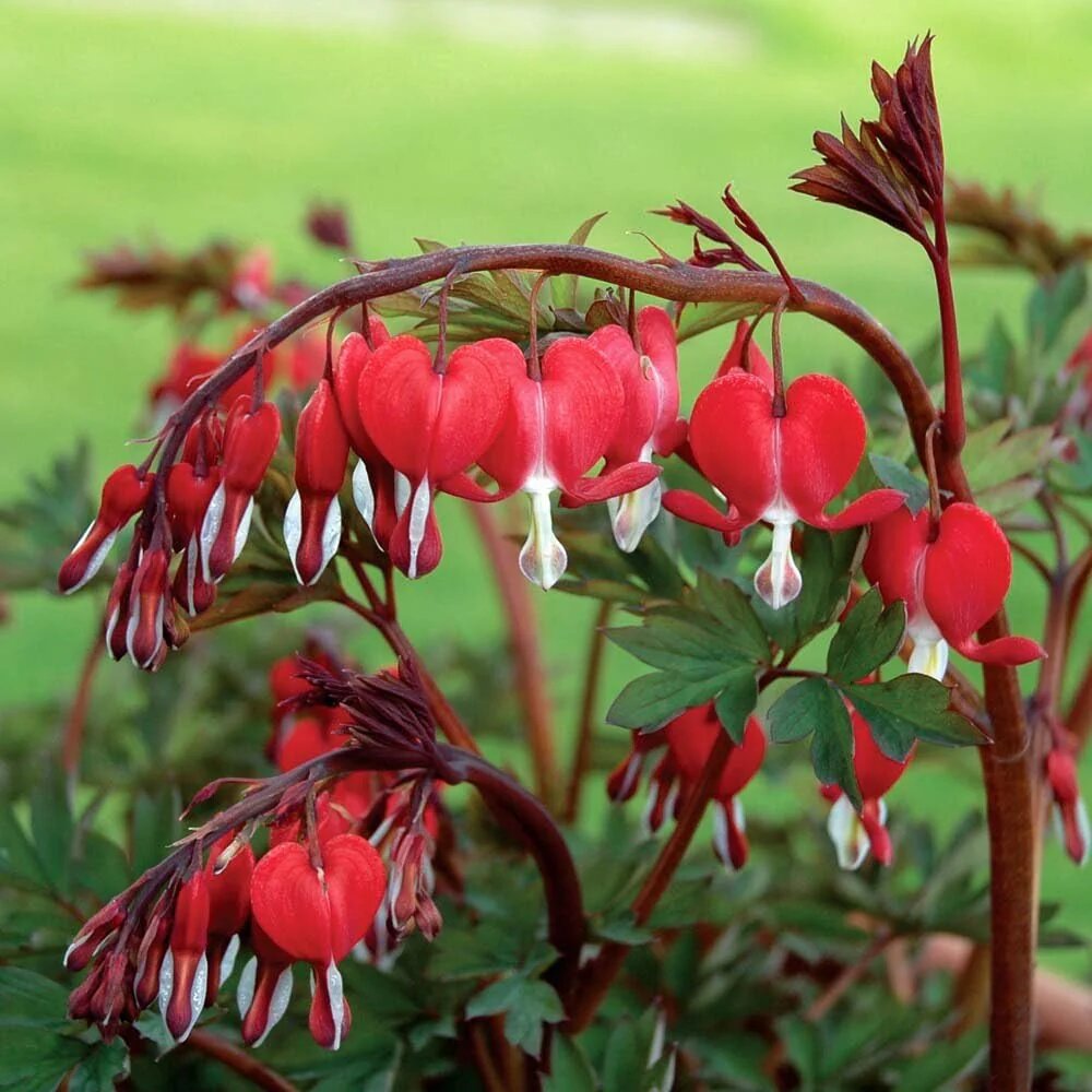 Dicentra Flower seeds