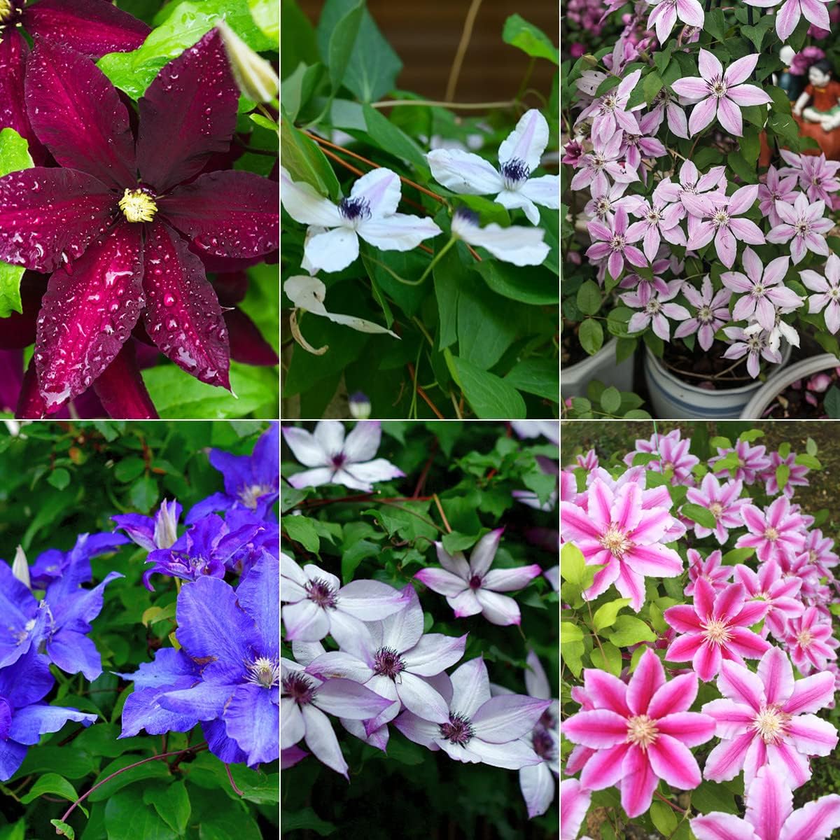 Mixed Clematis Flower Seeds