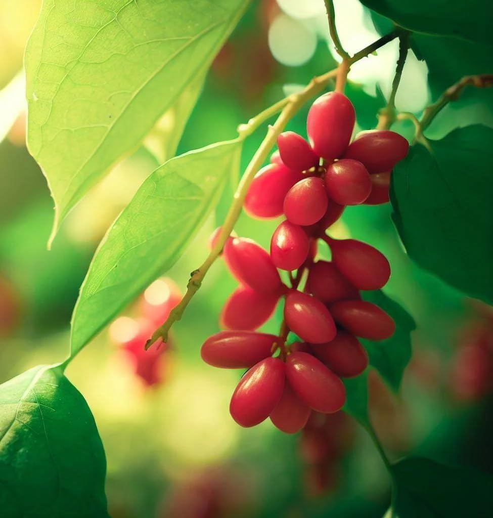 red schisandra fruit a tangy and Fruit Seeds