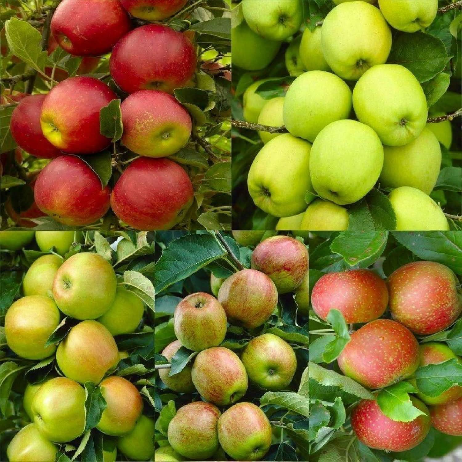 mixed apple fruit for planting growing a variety of apples Fruit seeds