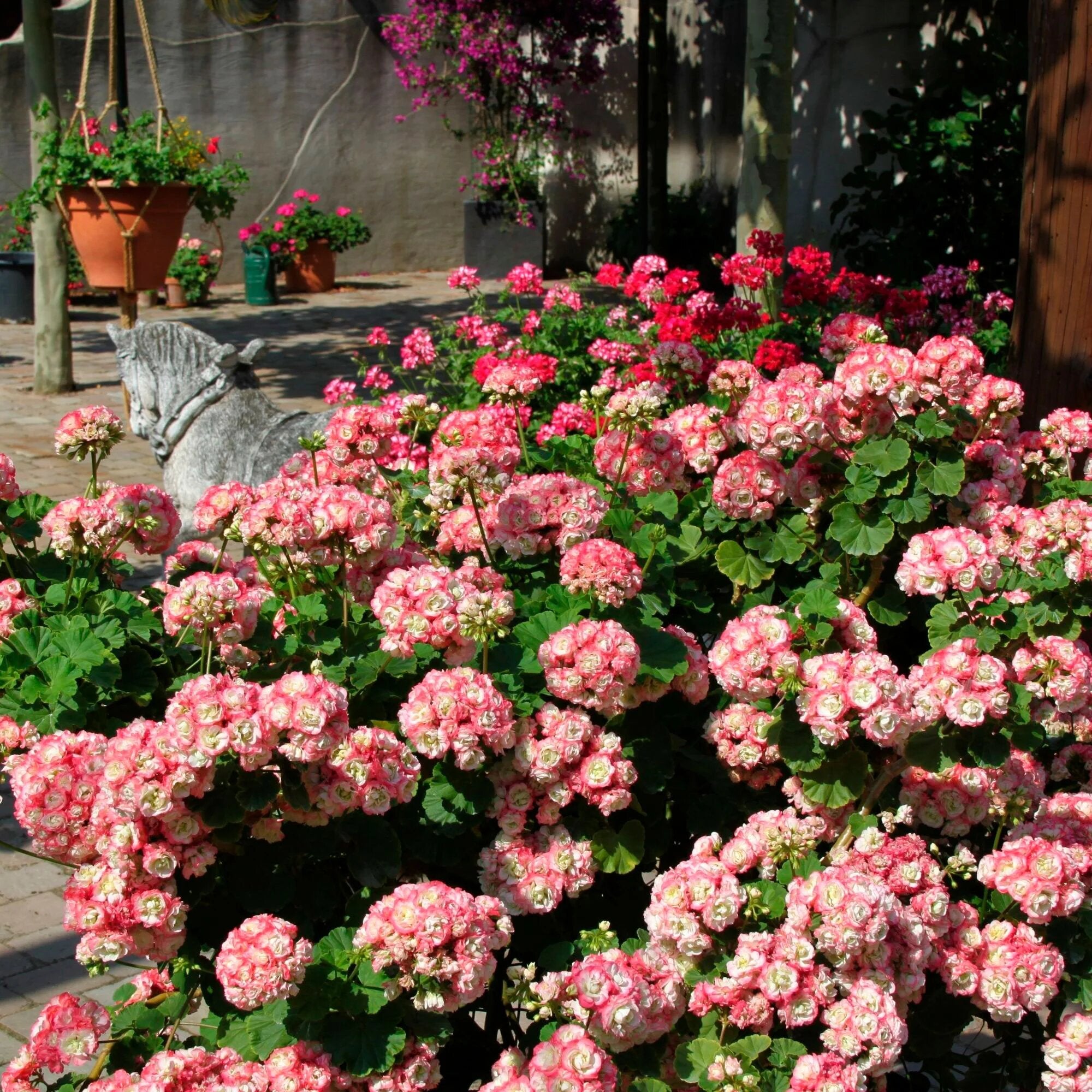 Aptenia cordifolia Flower Seeds - Heirloom Non GMO Premium Garden Seeds for Planting