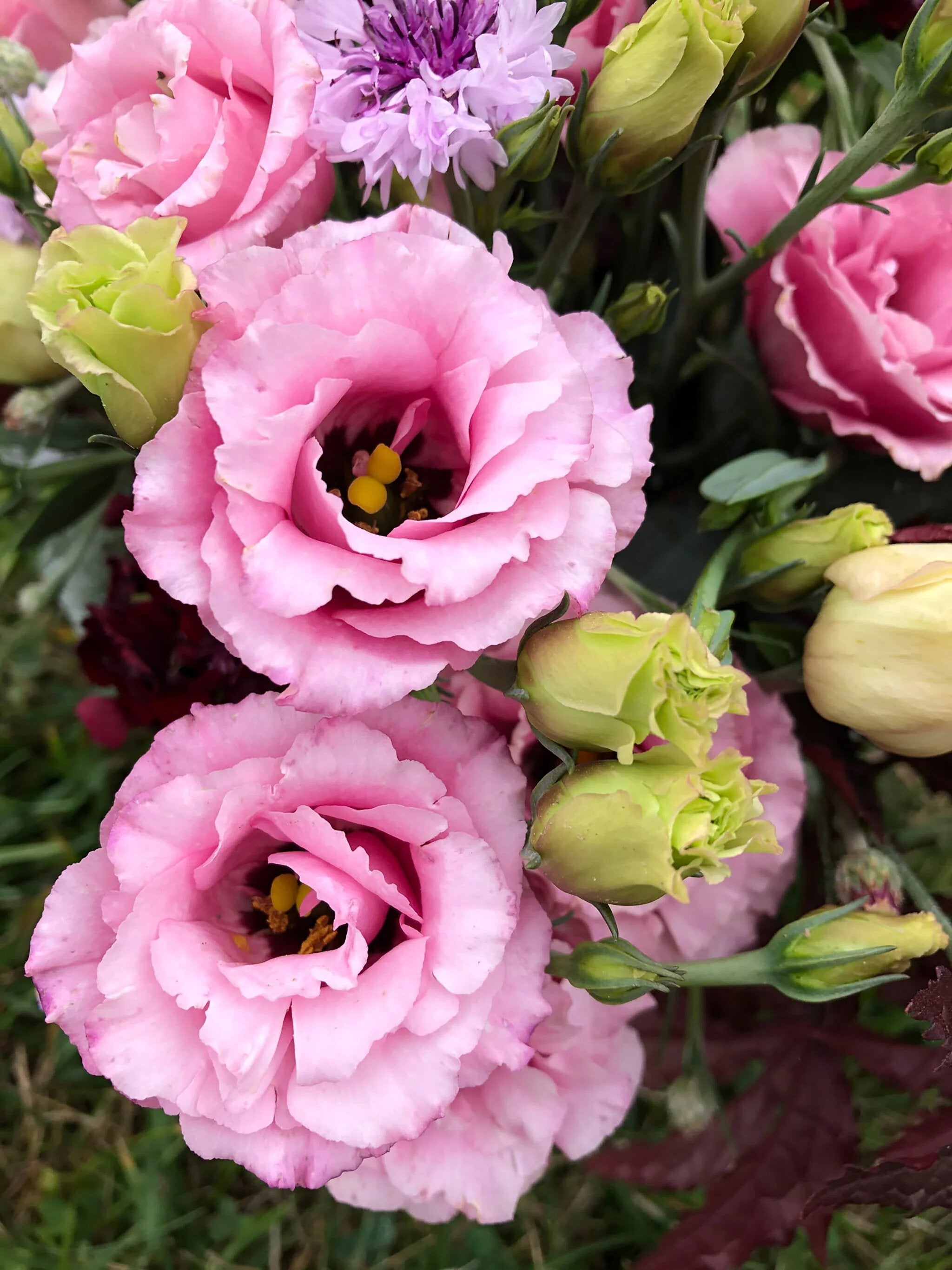 Pink Lisianthus Flower Seeds Premium Floral Seeds for Decorative Outdoor Landscapes | Seeds - Heirloom Non GMO Premium F