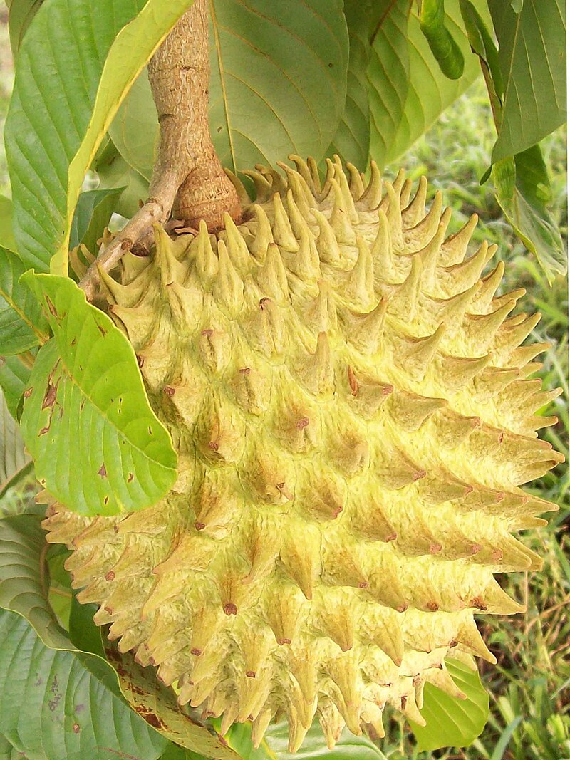 Annona Purpurea Fruit Exotic Growth Fruit Seeds