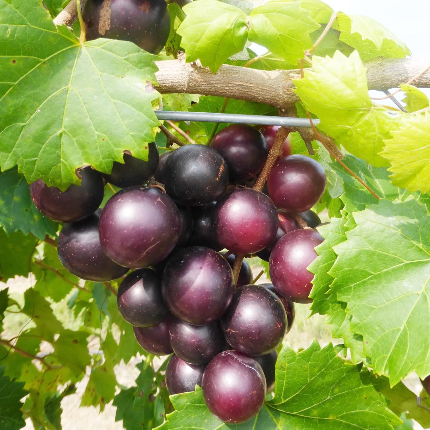muscadine grape fruit for planting black variety sweet taste ideal home garden Fruit seeds