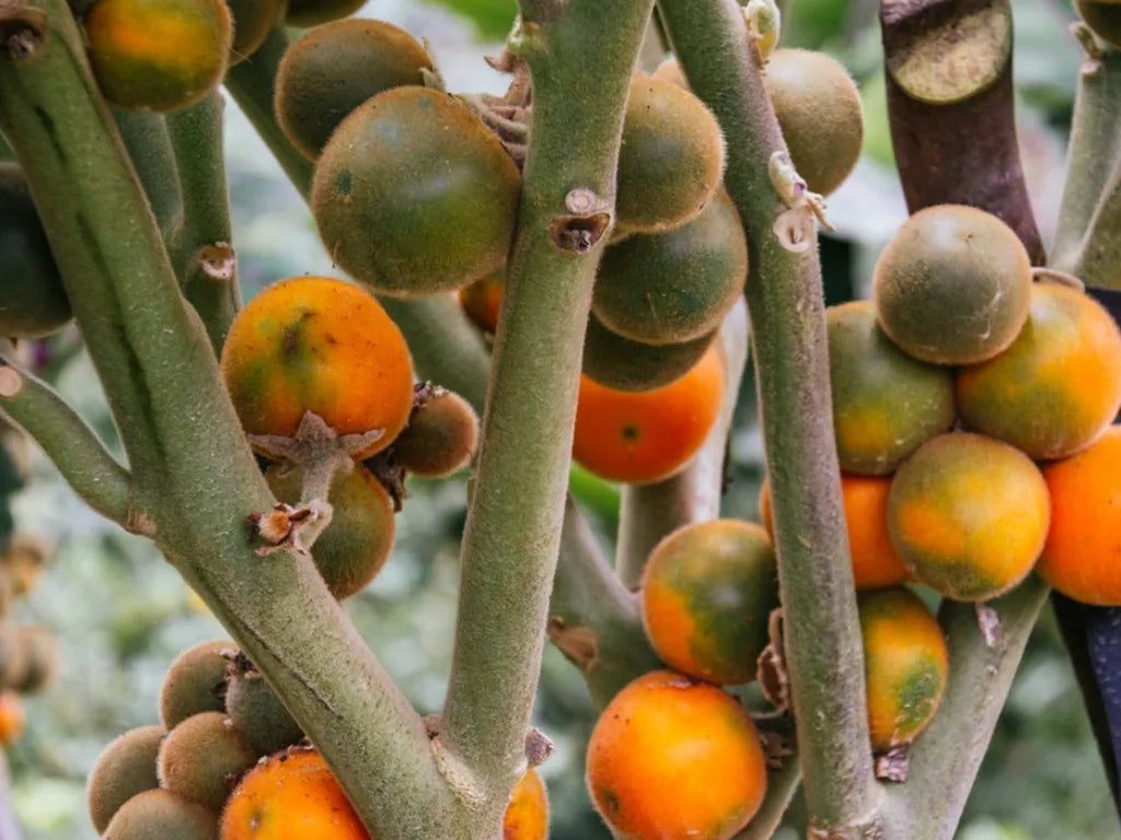 Solanum Quitoense Fruit Cultivating Exotic And Tangy Fruits Fruit Seeds