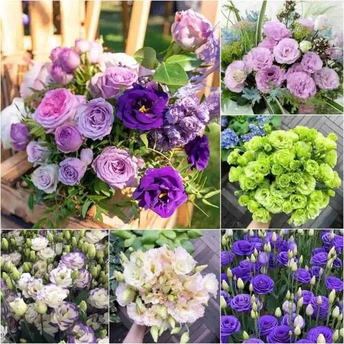 Eustoma Flower Seeds Perennial Heirloom, Non-GMO, High Germination - Heirloom Non GMO High Germination Organic Garden Se