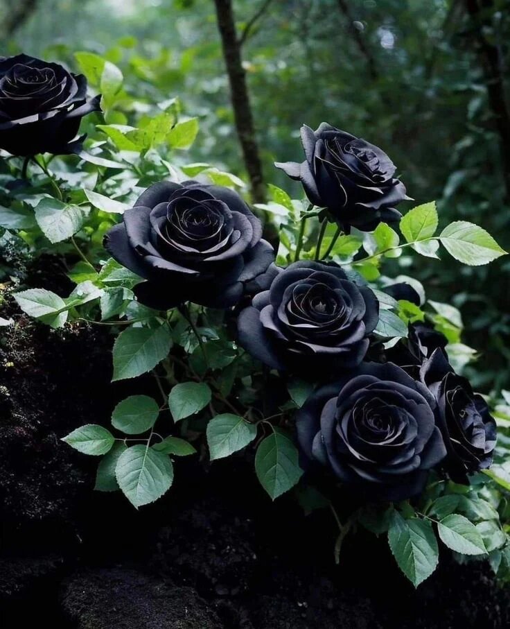 Black Rose Flower Seeds