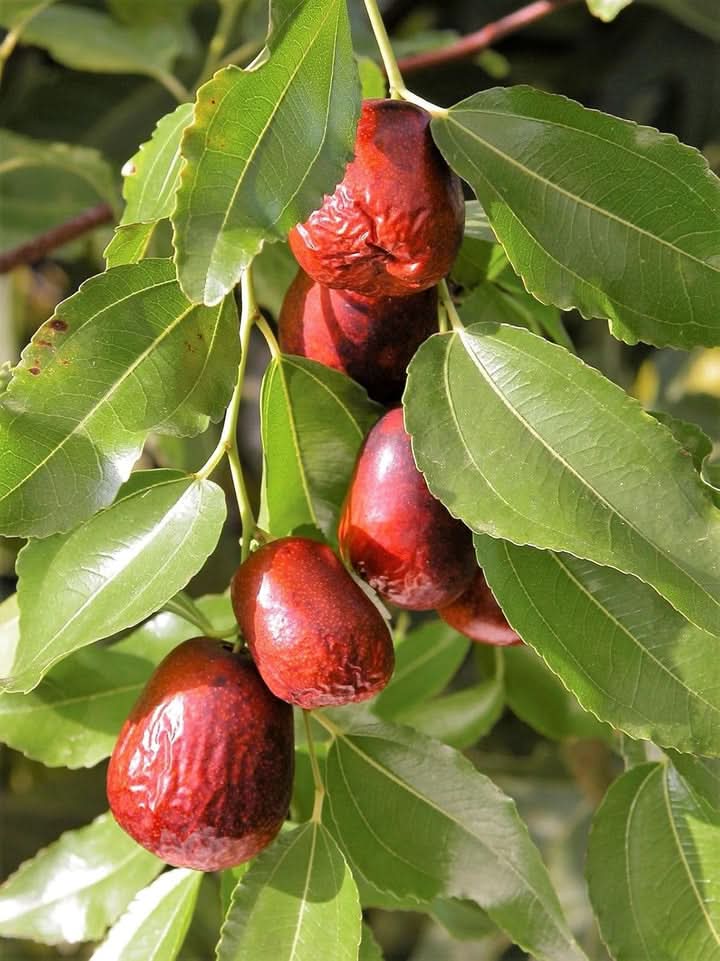 Asian Date Jujube Ziziphus Spinosa Fruit Seeds