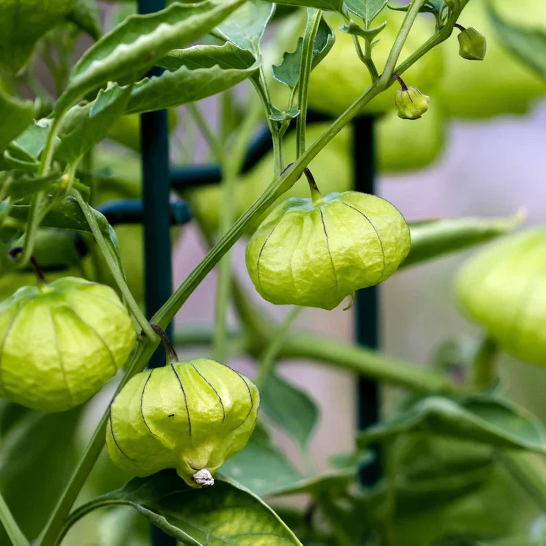 Tomatillo Fruit Tart And Versatile Green Tomatoes Fruit Seeds