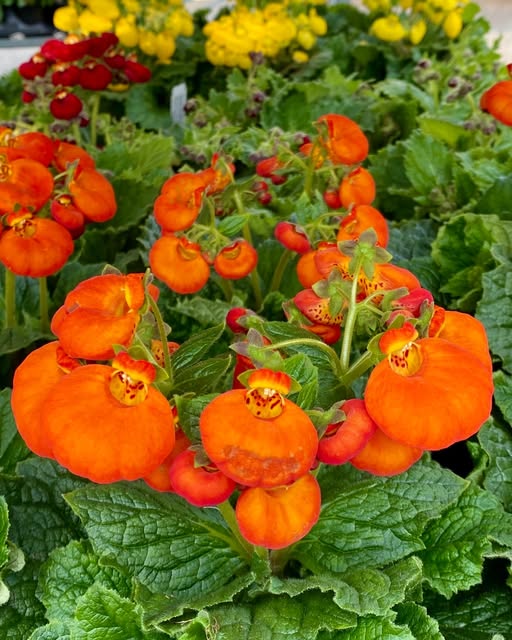 Orange Calceolaria Flower Seeds - Heirloom Non GMO High Germination Garden Planting Seeds