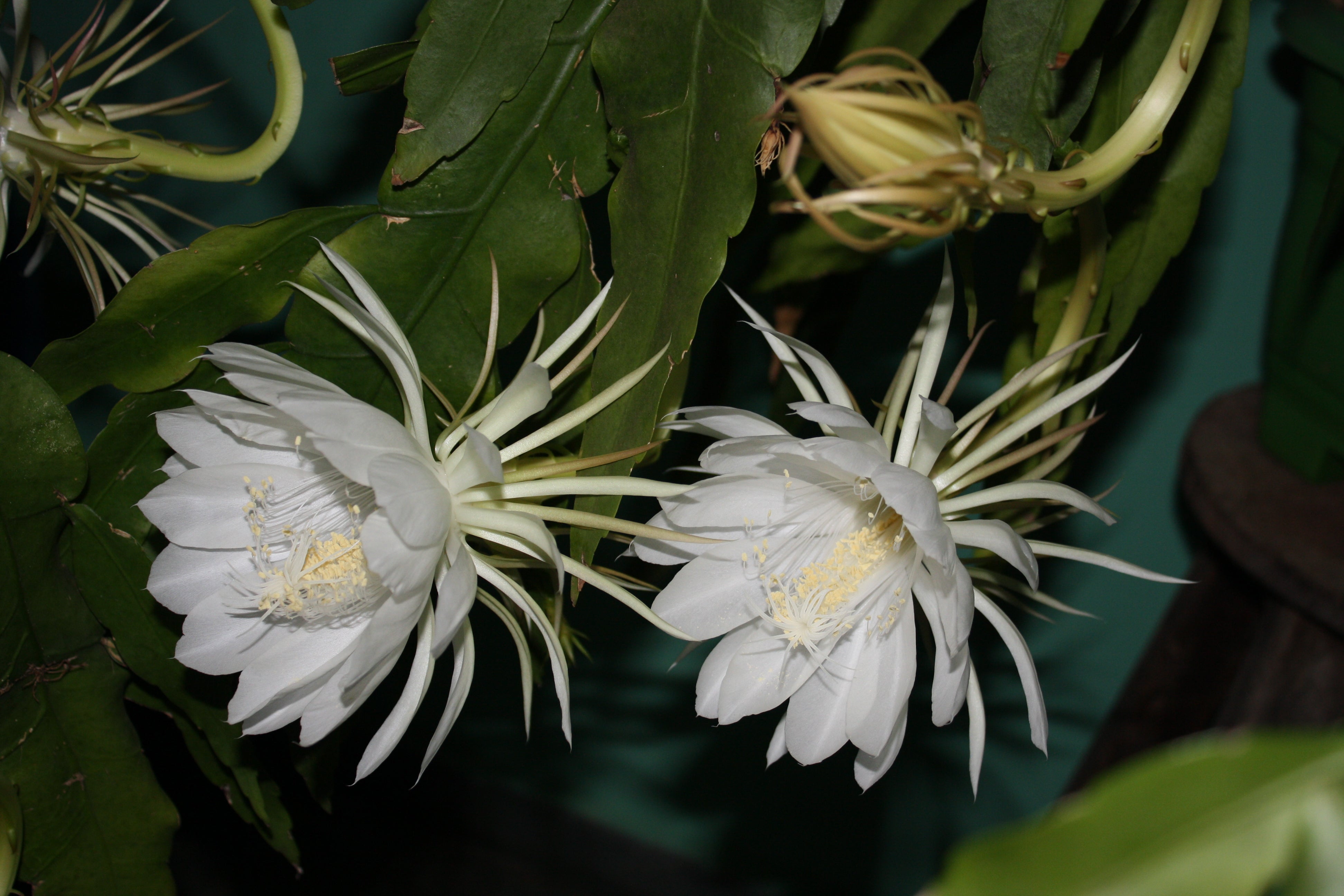 White Epiphyllum Flower Seeds – Heirloom, Non GMO, High Germination, Organic Garden Seeds