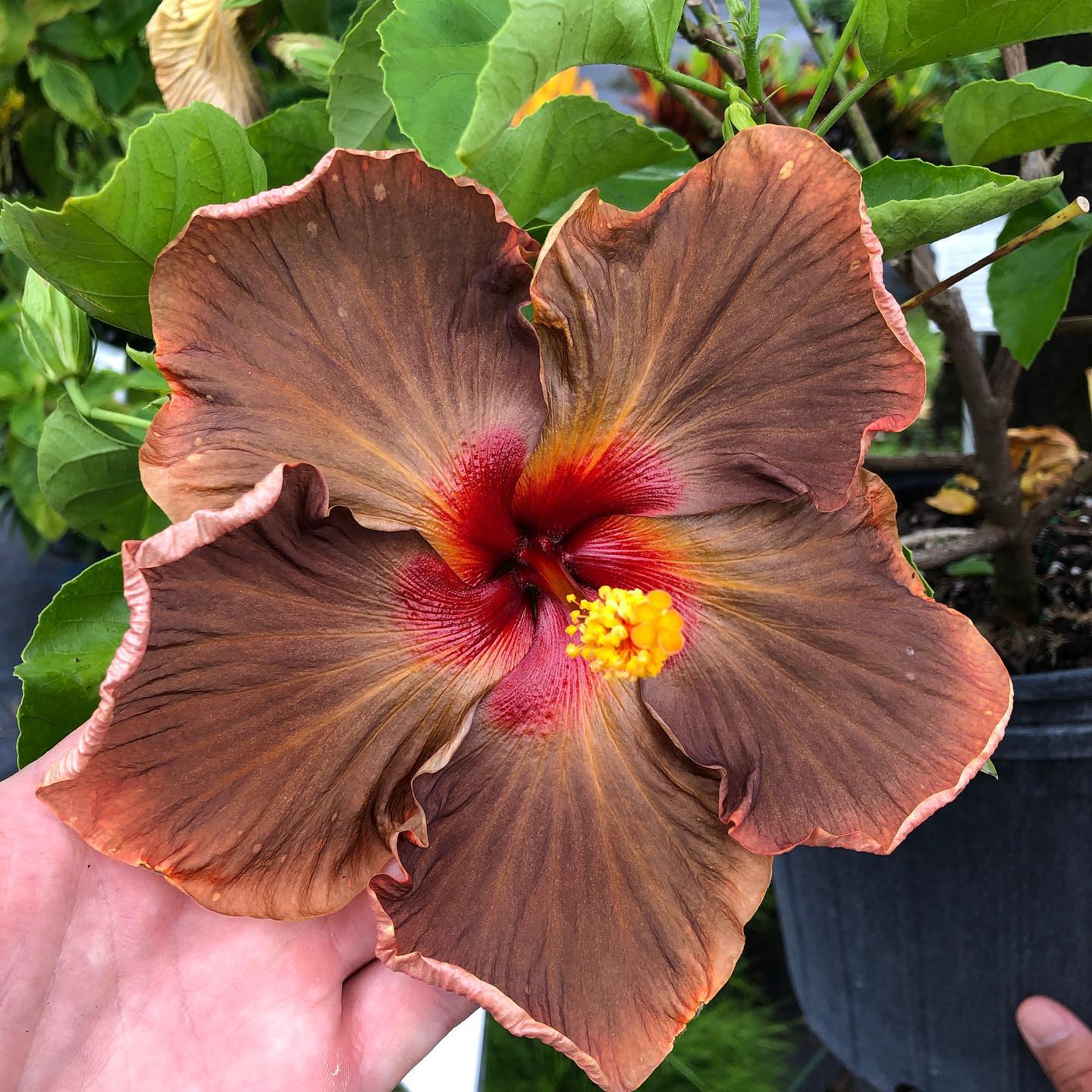 Brown Hibiscus Flower Seeds