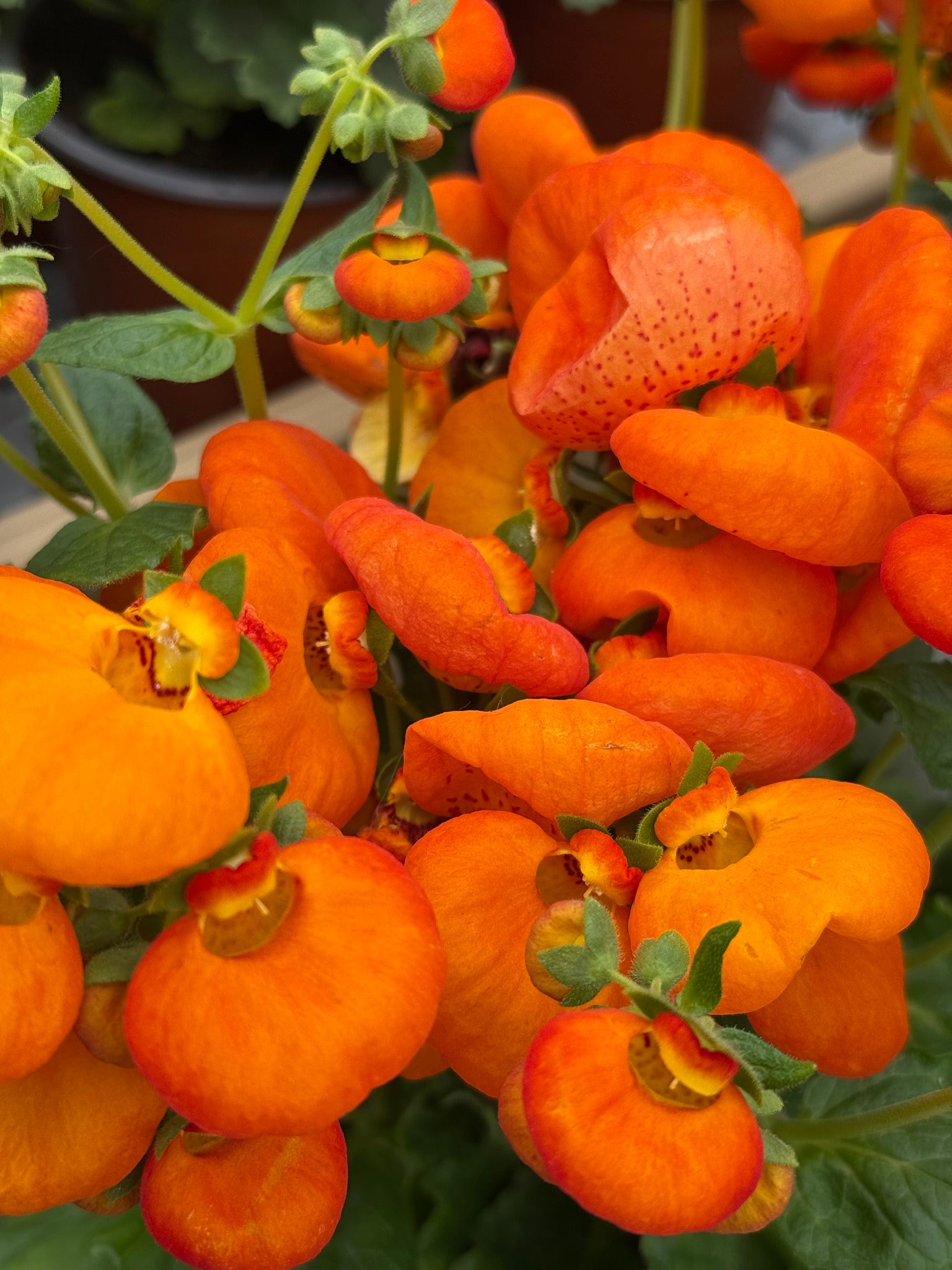 Orange Calceolaria Flower Seeds