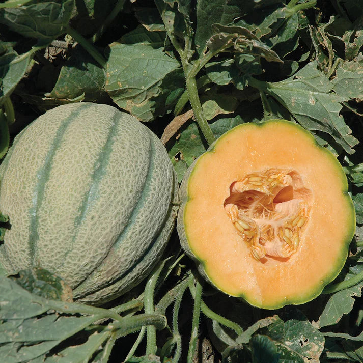Hami Melon Fruit Collection Sweet Melons Fruit Seeds