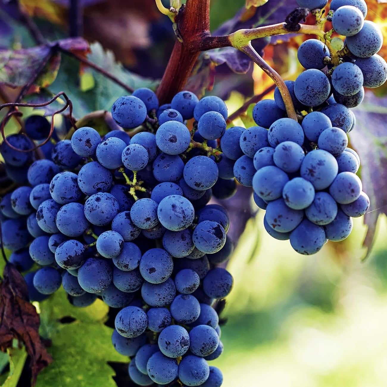 heirloom purple grape fruit ideal for Fruit Seeds