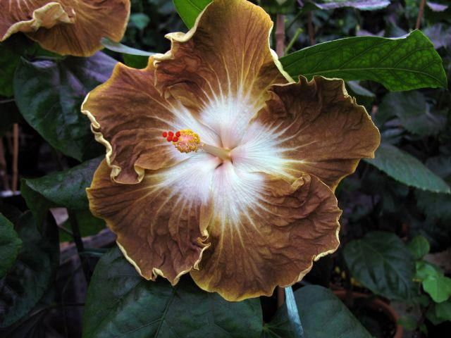 Brown Hibiscus Flowers Seeds Heirloom, Non - Heirloom Non GMO Premium Garden Seeds for Planting