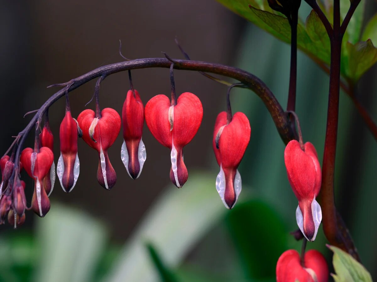 Red Bleeding Heart Flower – Heirloom, Non GMO, High Germination Seeds - Heirloom Non GMO Premium Flower Seeds for Home G