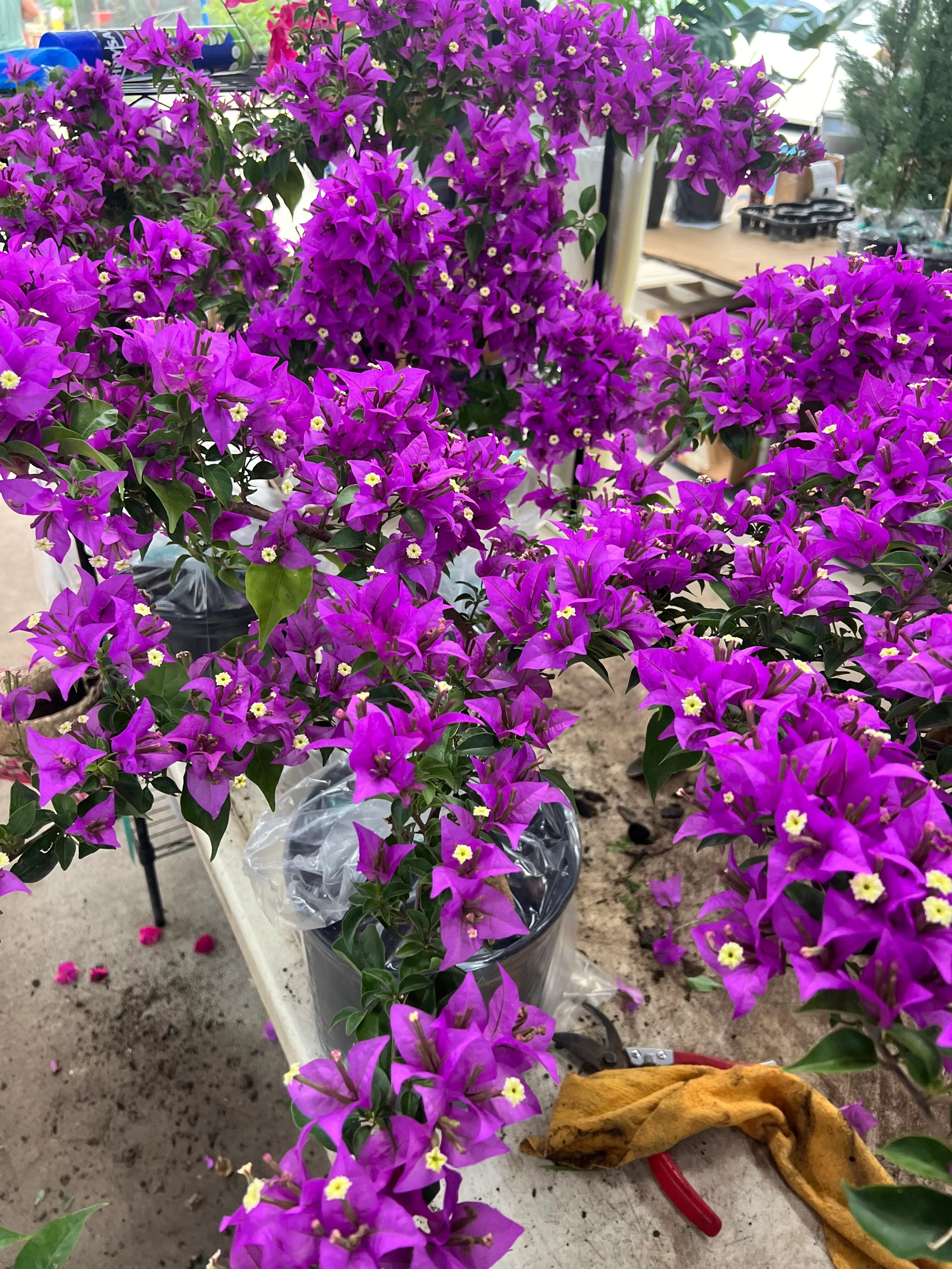 Purple Bougainvillea Flower Seeds