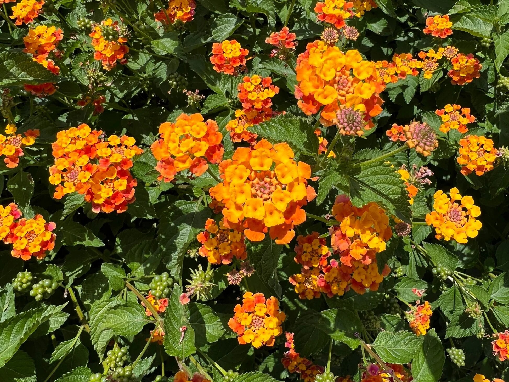 Orange Lantana Flower Seeds