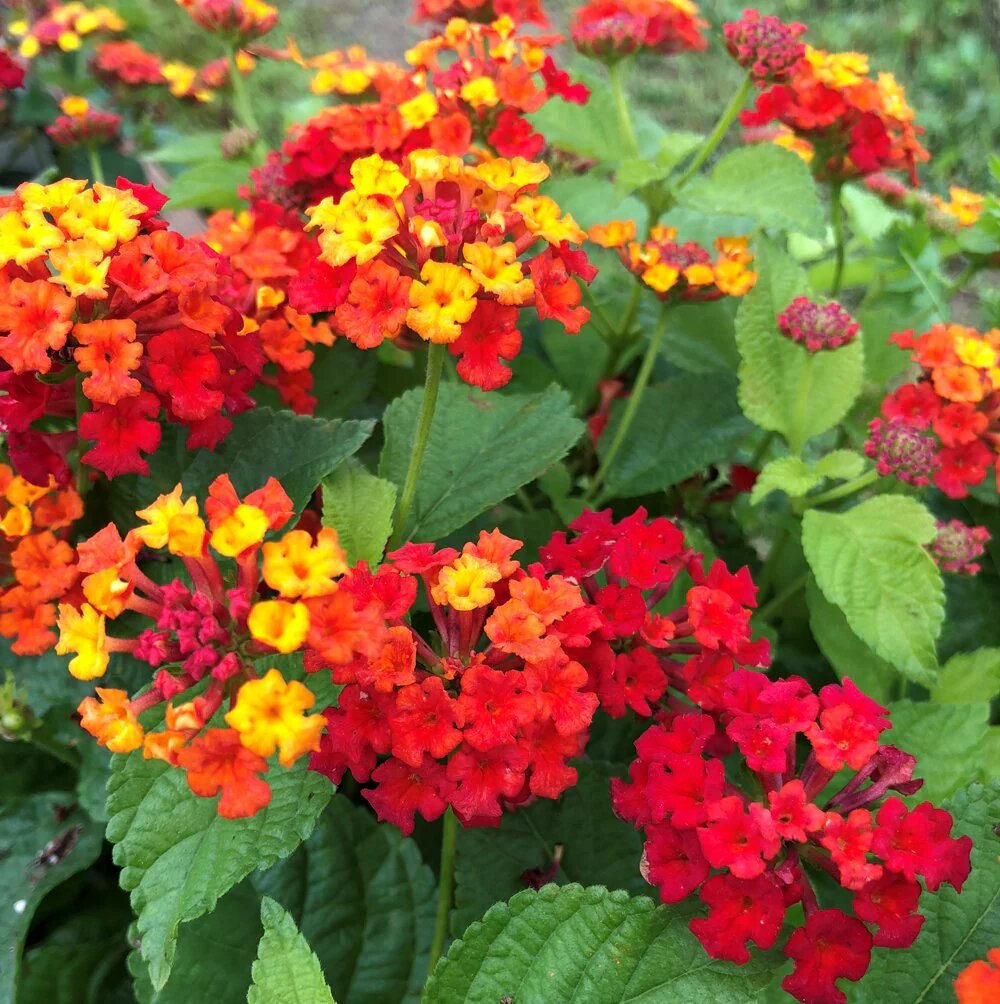 Red Lantana Flower Seeds - Heirloom, Non GMO, High Germination, Organic Garden Seeds