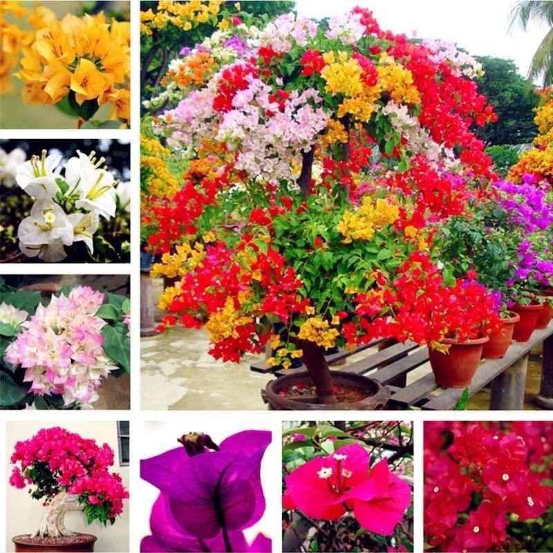 Mixed Bougainvillea Flower Seeds Exotic Flowering Plants Seeds for Planting Heirloom Non - Heirloom Non GMO Flower Seeds