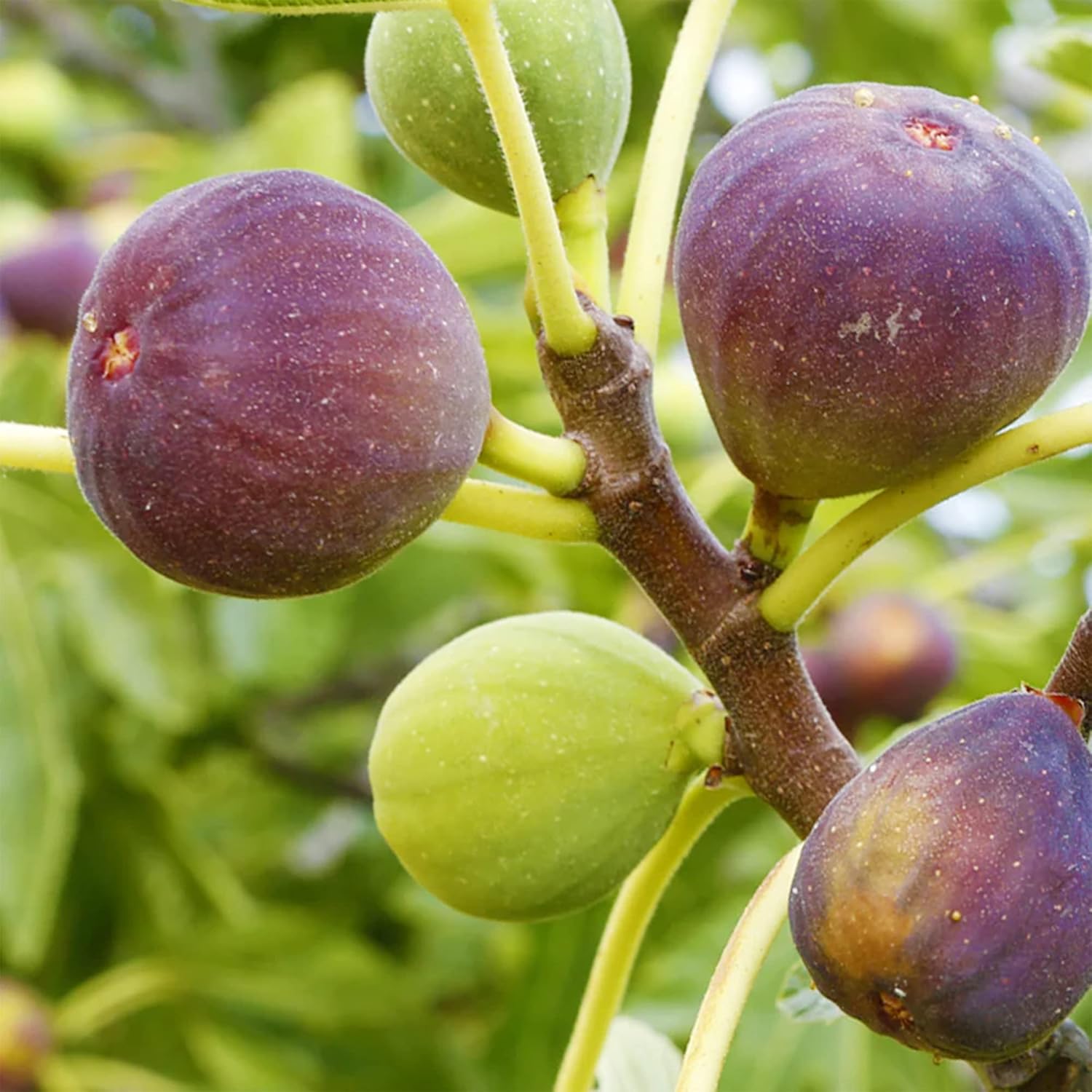 ficus carica fruit for planting grow Fruit Seeds