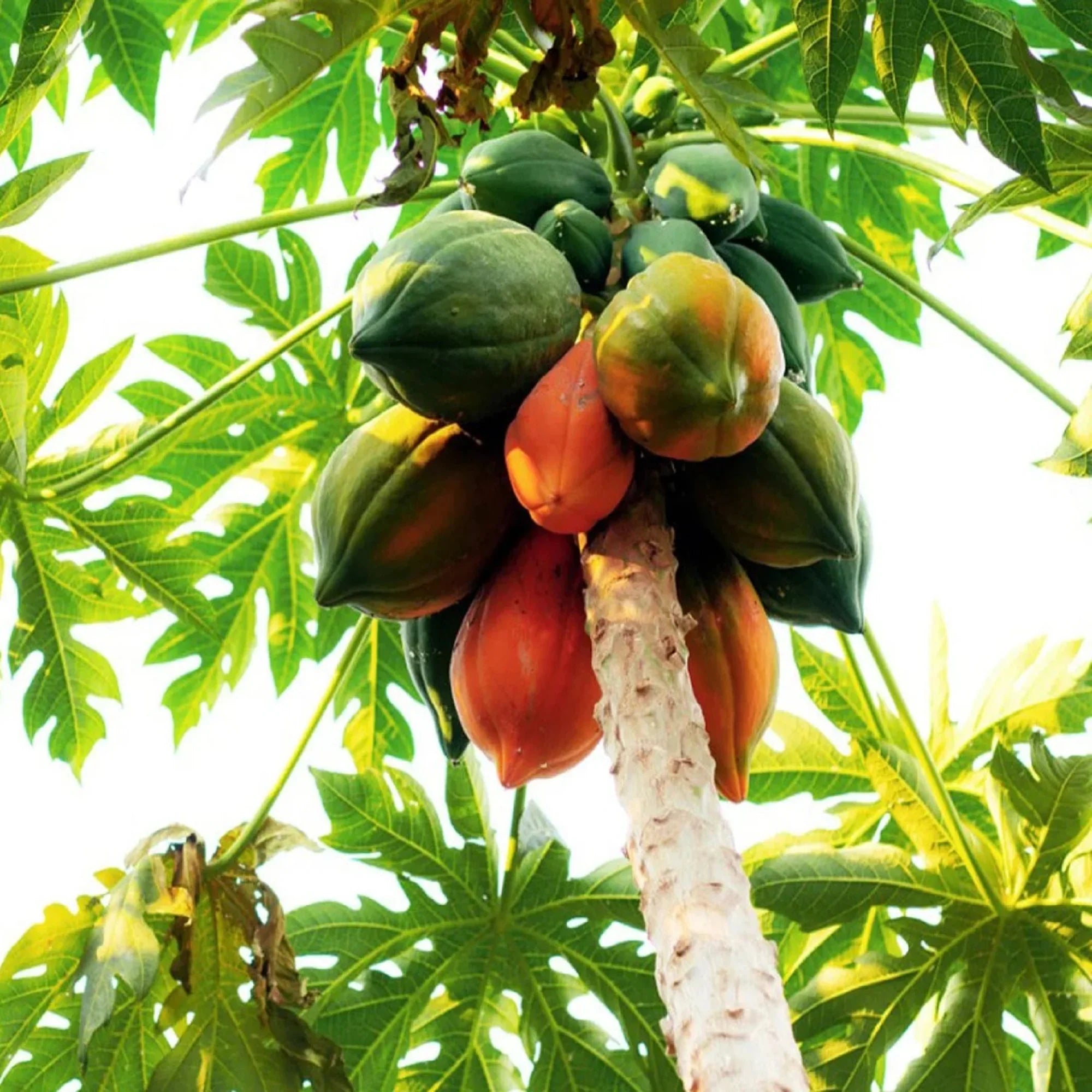 calimosa papaya fruit for planting tropical Fruit Seeds