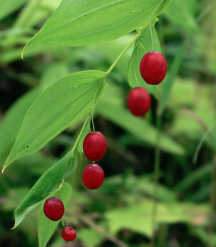 Watermelon Berry Juicy Sweet Homegrown Fruit Seeds