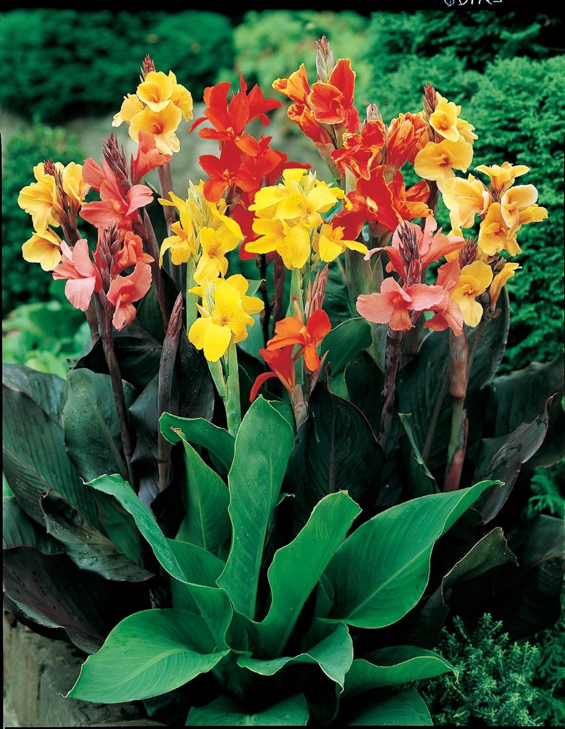 Mixed Canna Flower Seeds