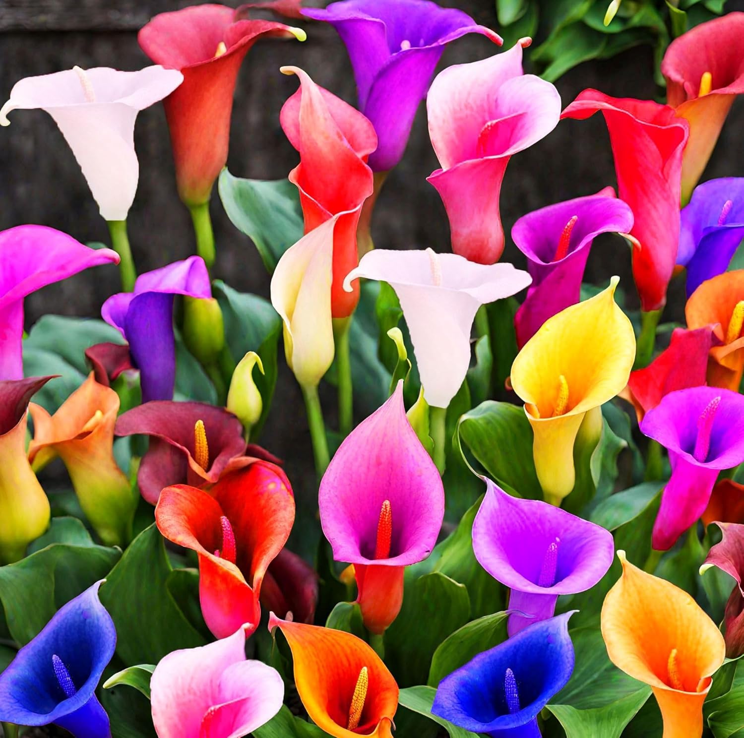 Mixed CallaLilly Flower Seeds